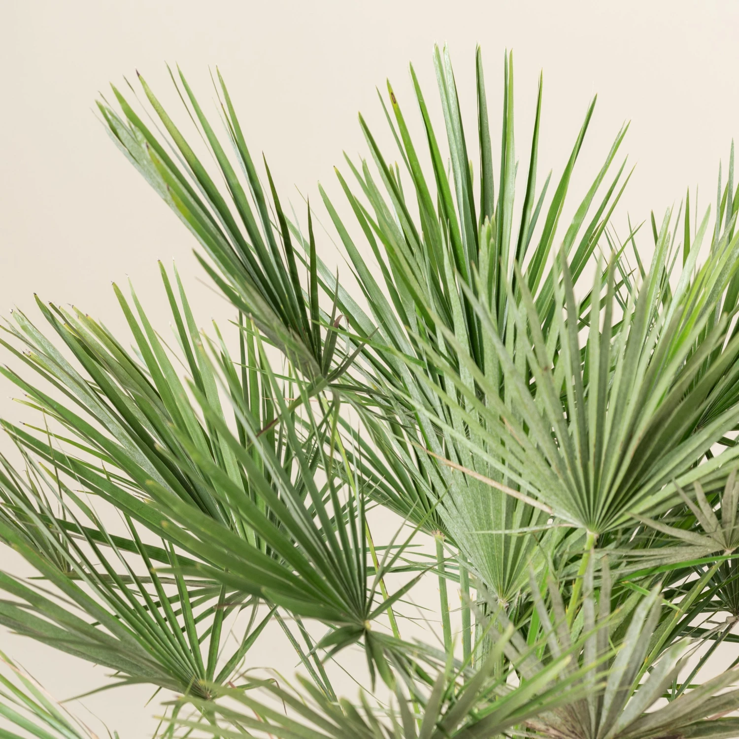 Chamaerops Humilis - Image 14