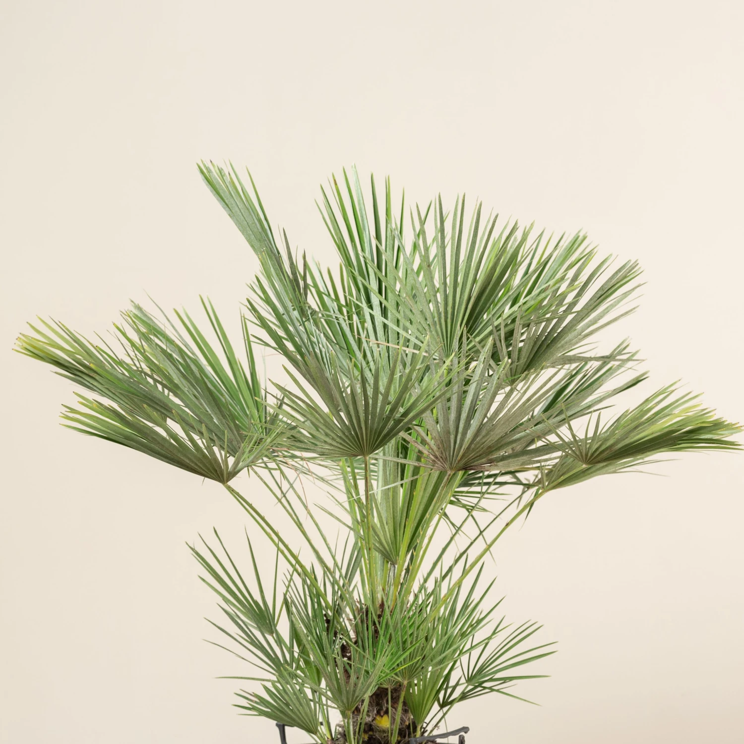 Chamaerops Humilis - Image 16