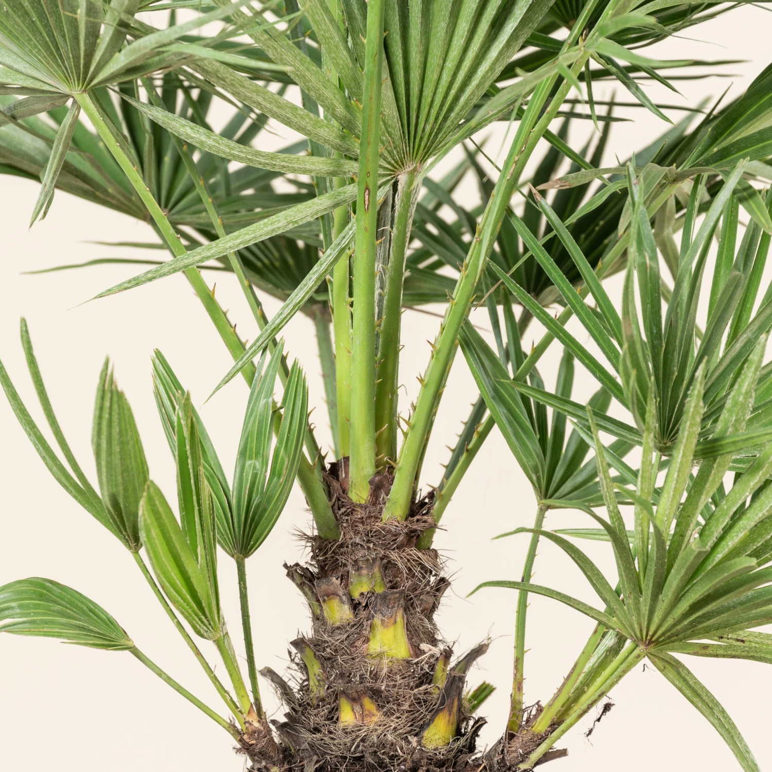 Chamaerops Humilis - Image 7