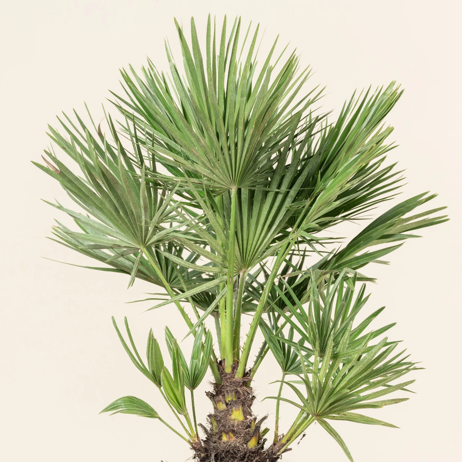 Chamaerops Humilis - Image 8