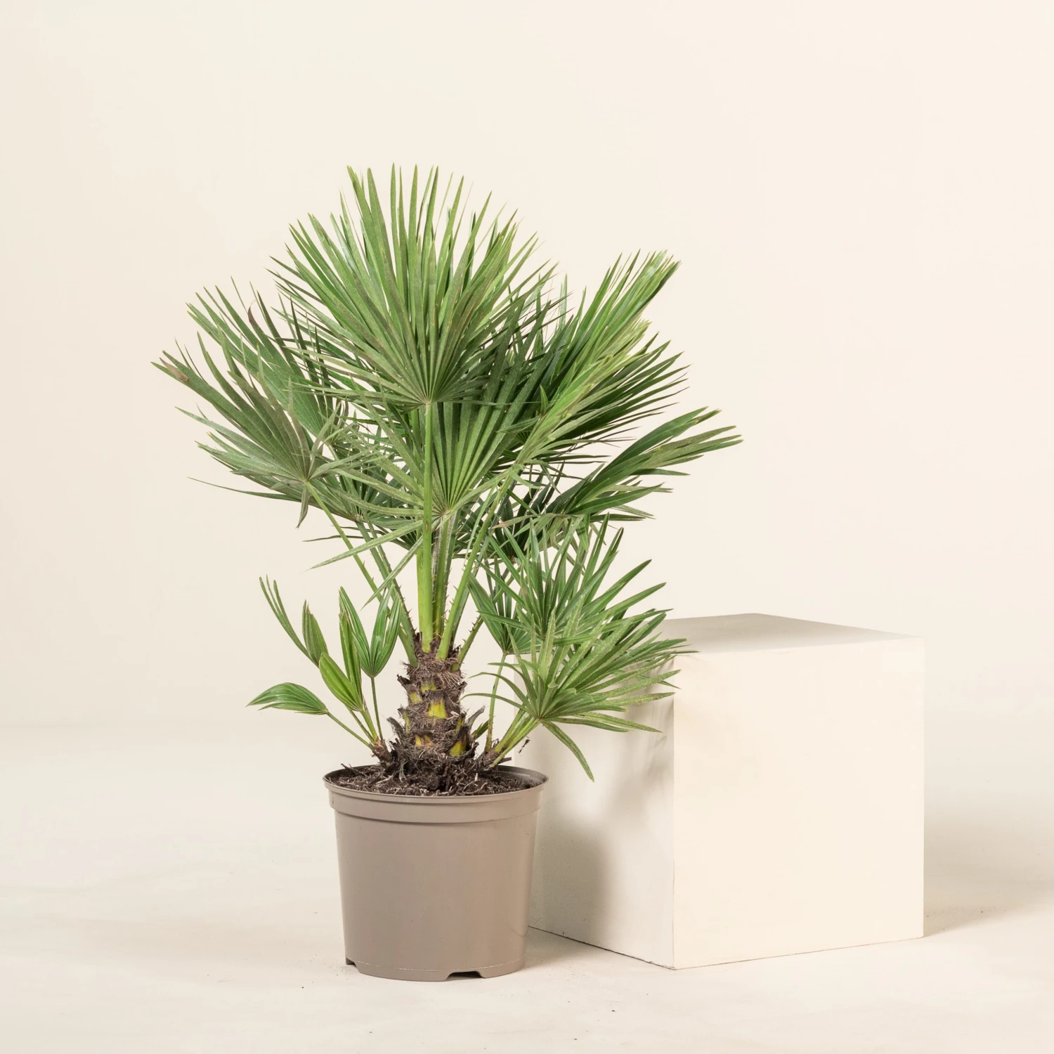 Chamaerops Humilis - Image 10
