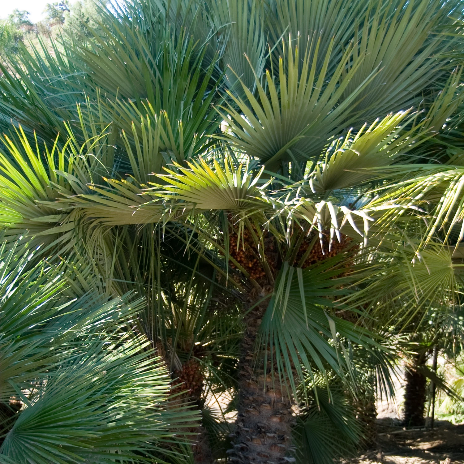 Chamaerops Humilis - Image 15