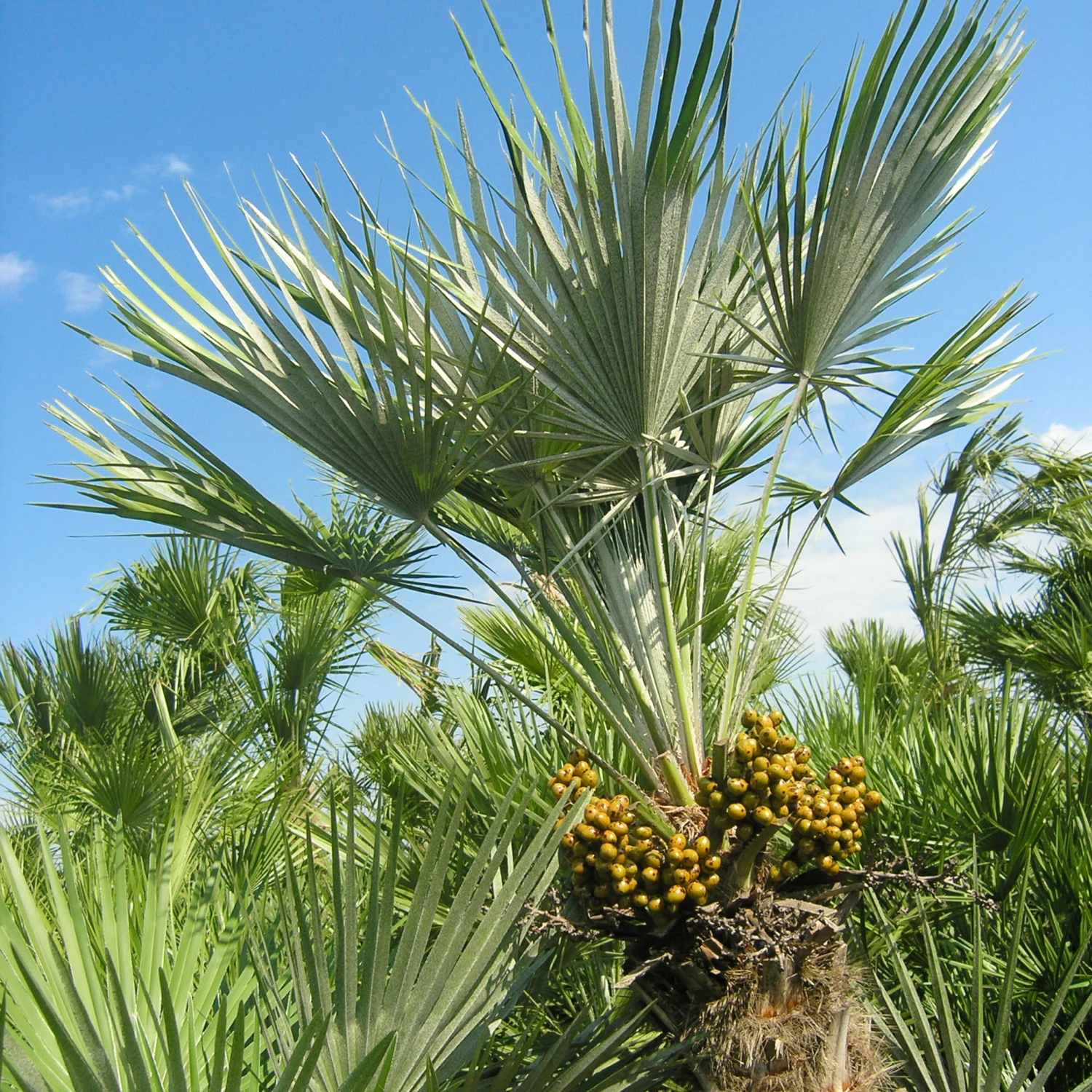 Chamaerops Humilis - Image 6