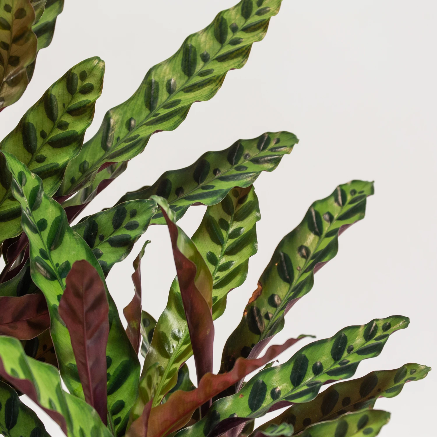 Calathea Insignis - Image 3