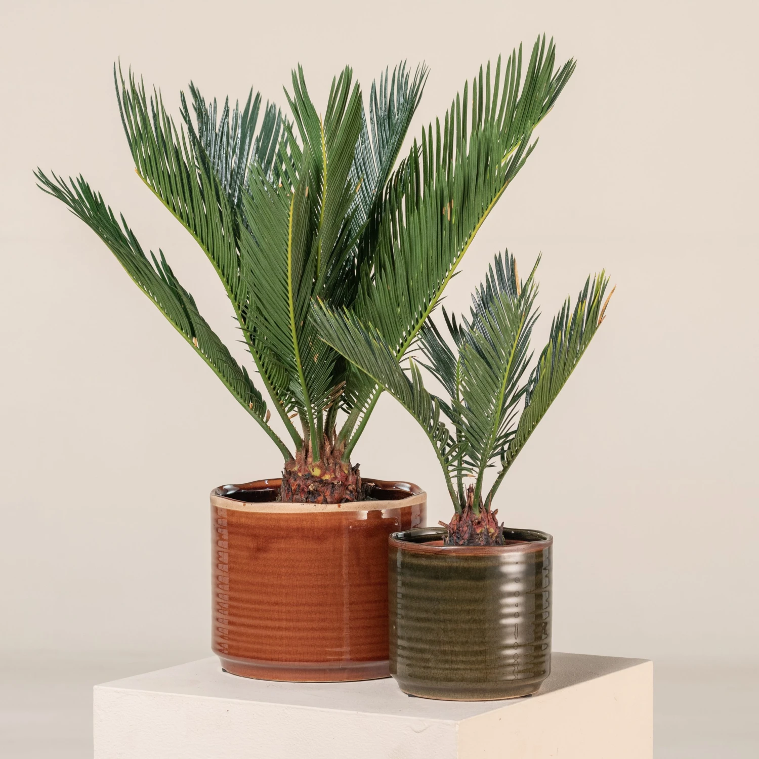 Cycas Revoluta - Image 7