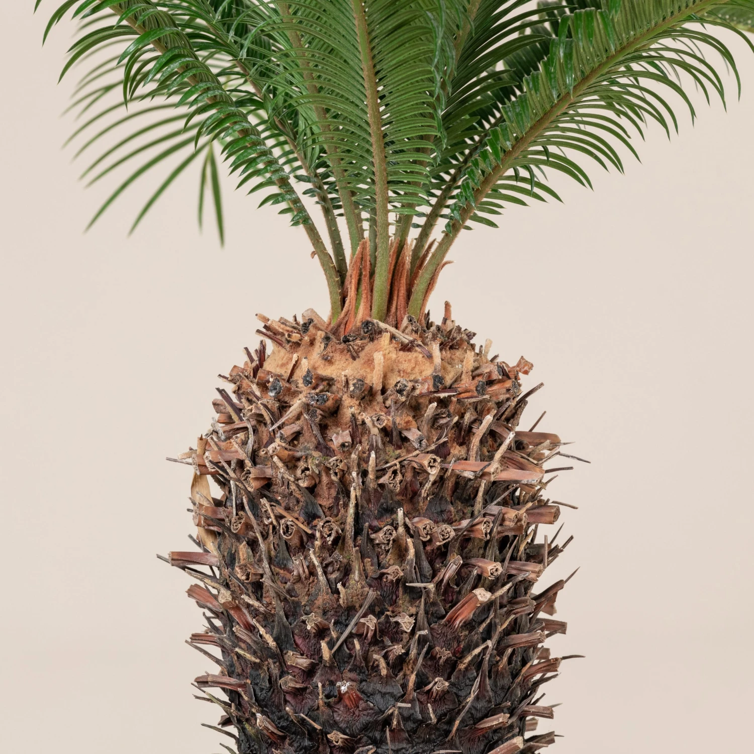Cycas Revoluta - Image 5