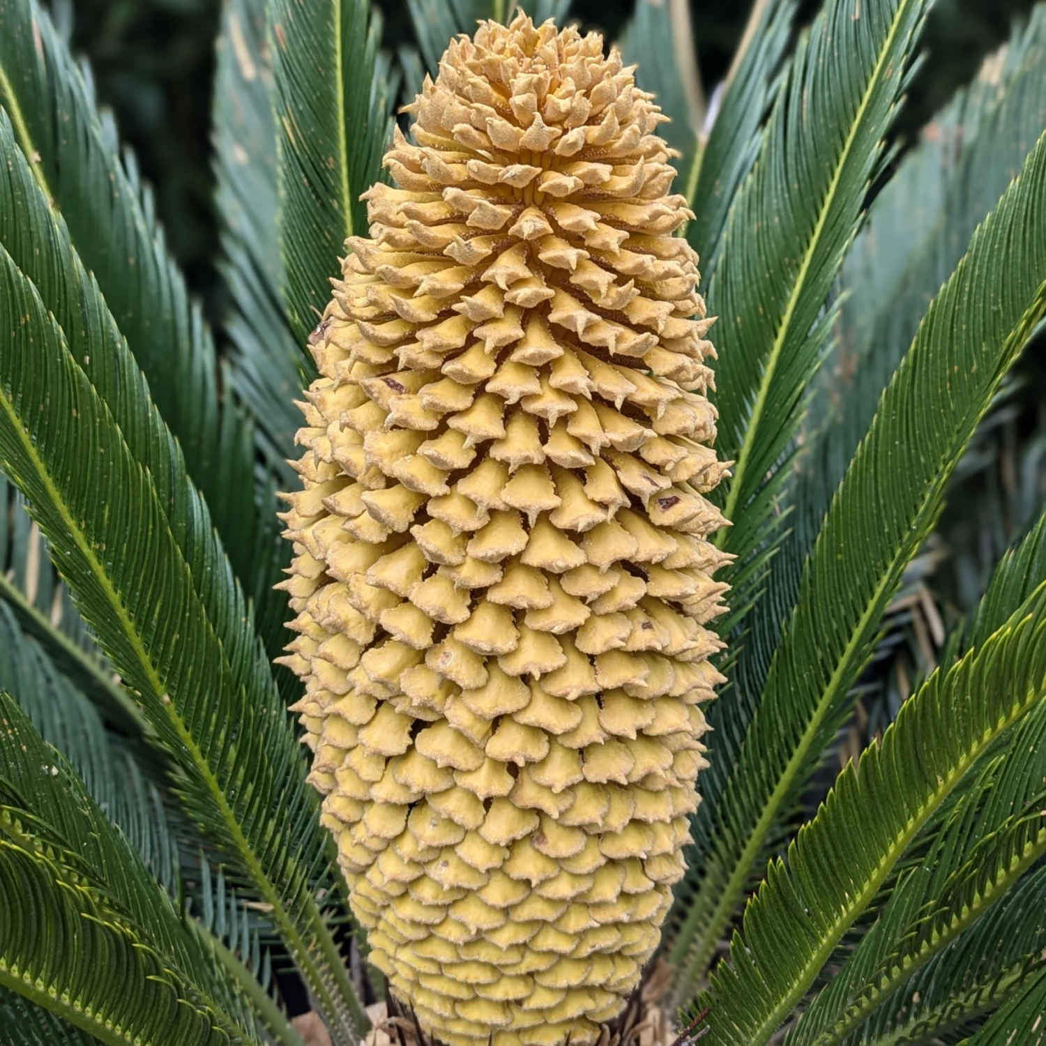 Cycas Revoluta - Image 14