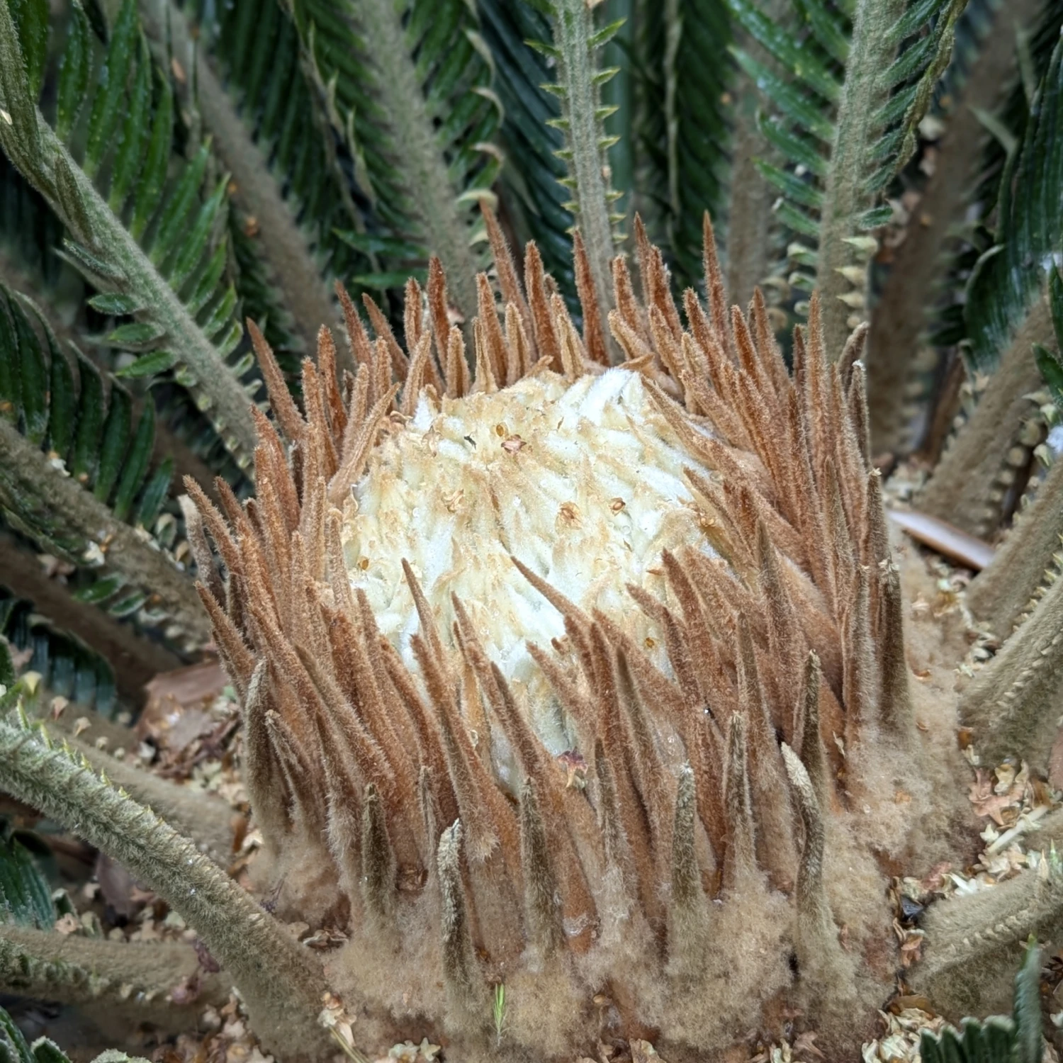 Cycas Revoluta - Image 15
