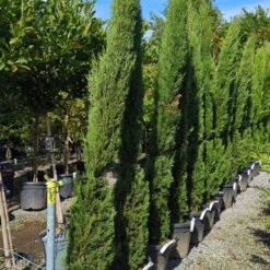 Cupressus Sempervirens ‘Stricta’