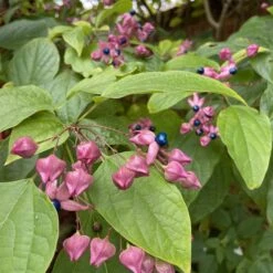 Clerodendrum Trichotomum ‘Fargesii’