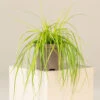 Carex Oshimensis ‘Everillo’