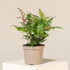 Dryopteris Erythrosora ‘Brilliance’