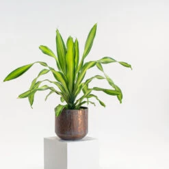 Dracaena Fragrans ‘Charley’