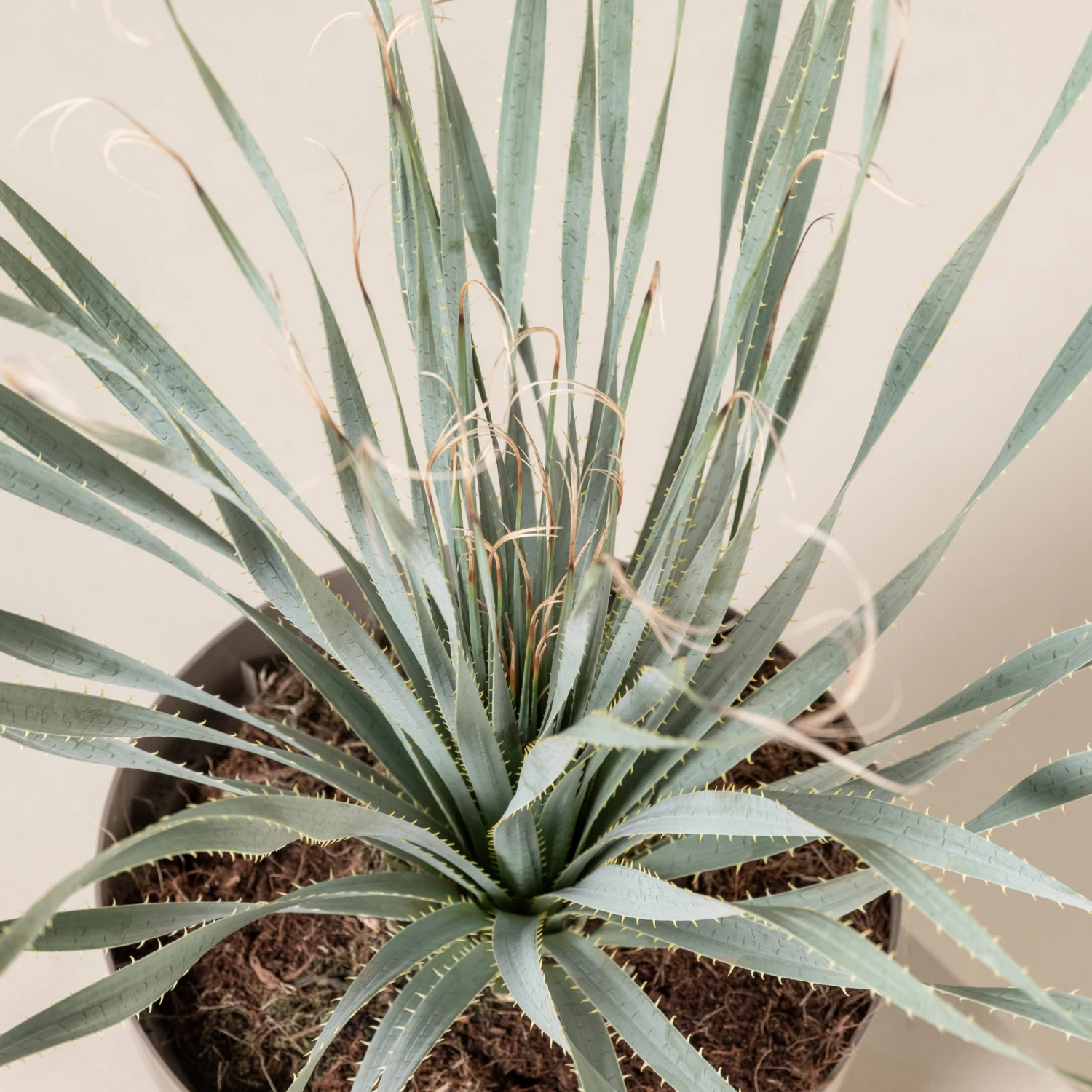 Dasylirion Wheeleri - Image 3