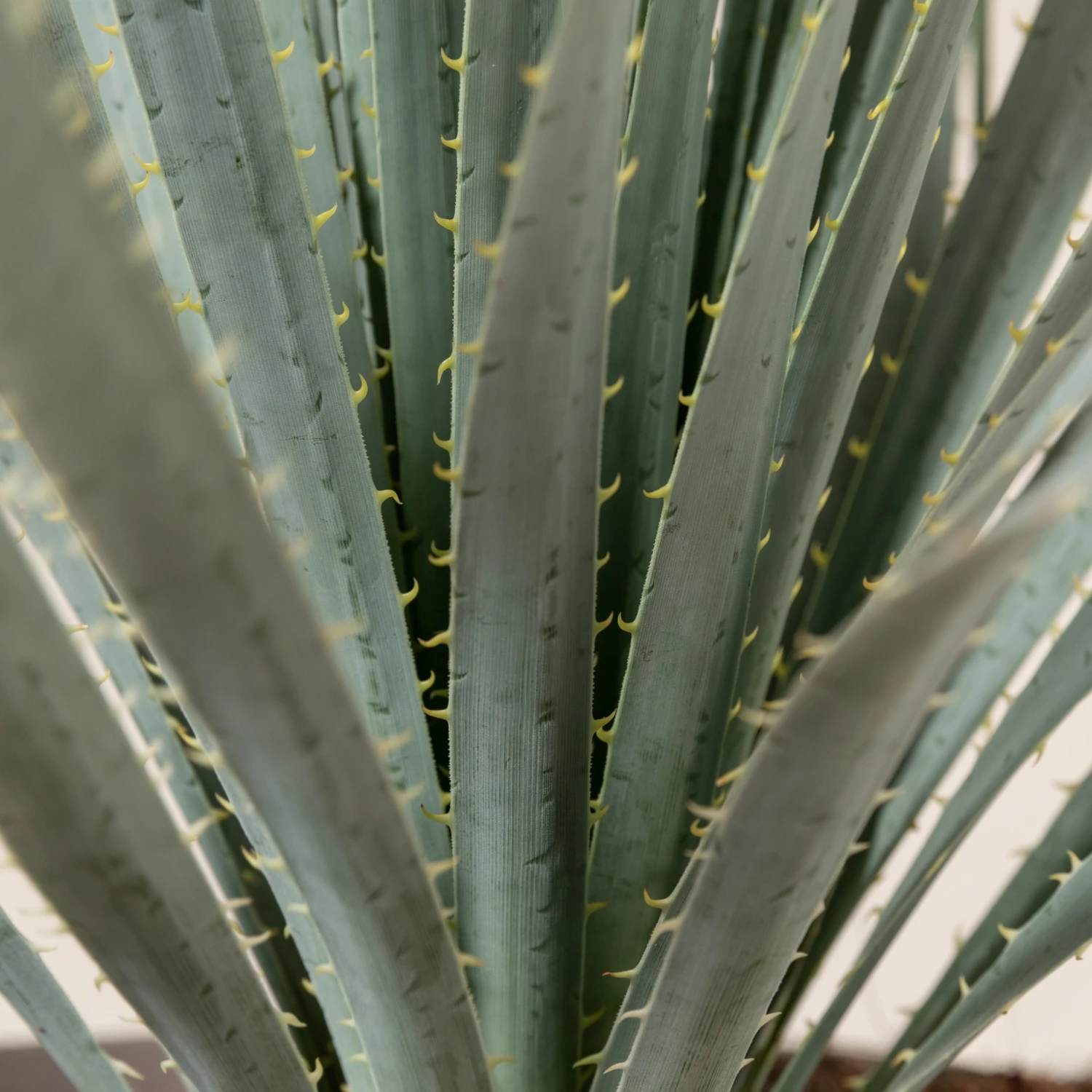 Dasylirion Wheeleri - Image 5