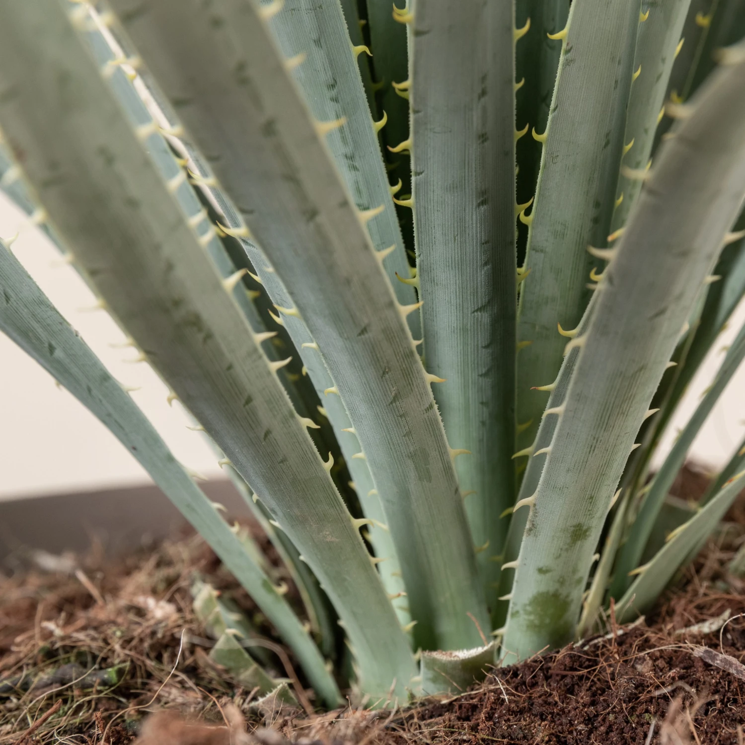 Dasylirion Wheeleri - Image 4