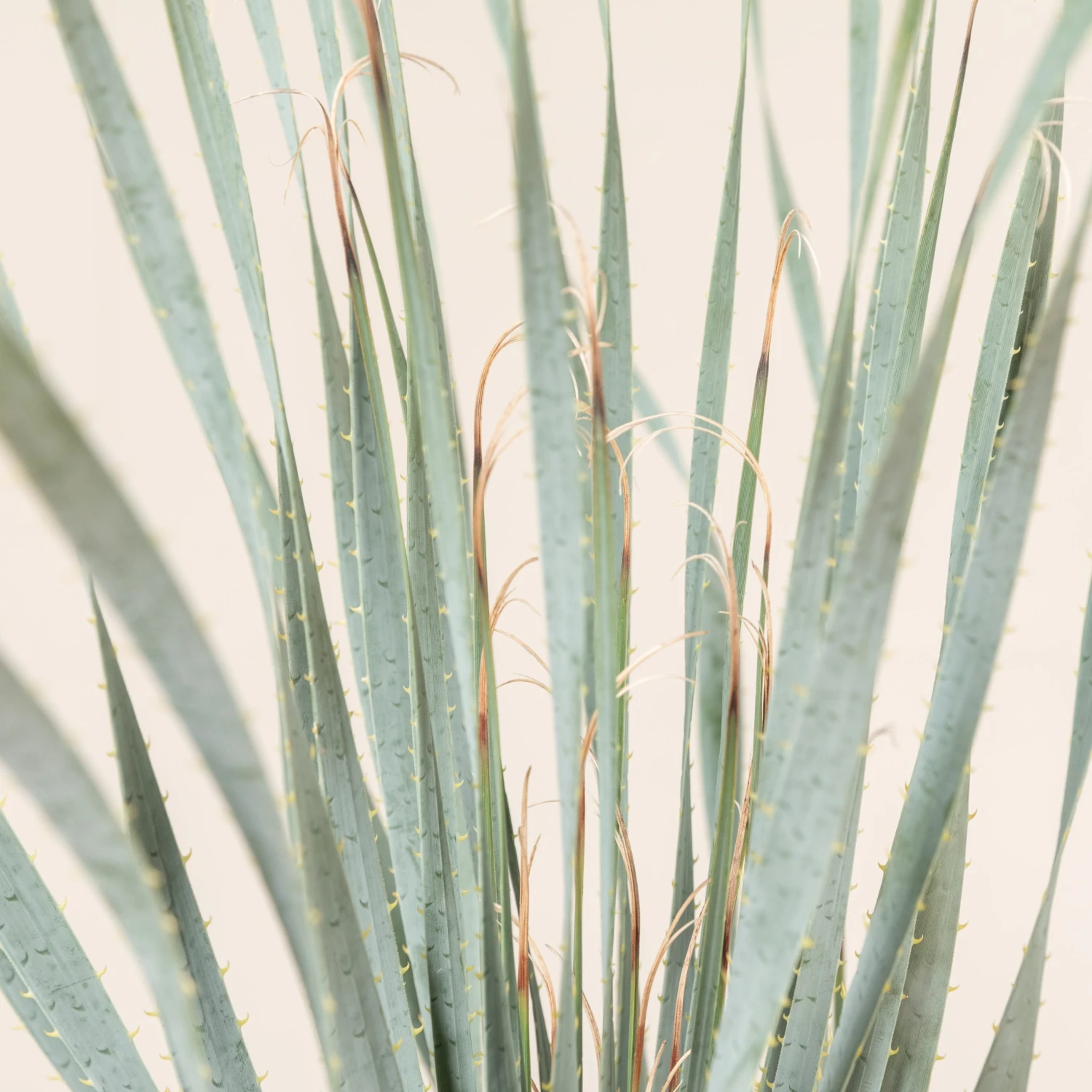 Dasylirion Wheeleri - Image 6