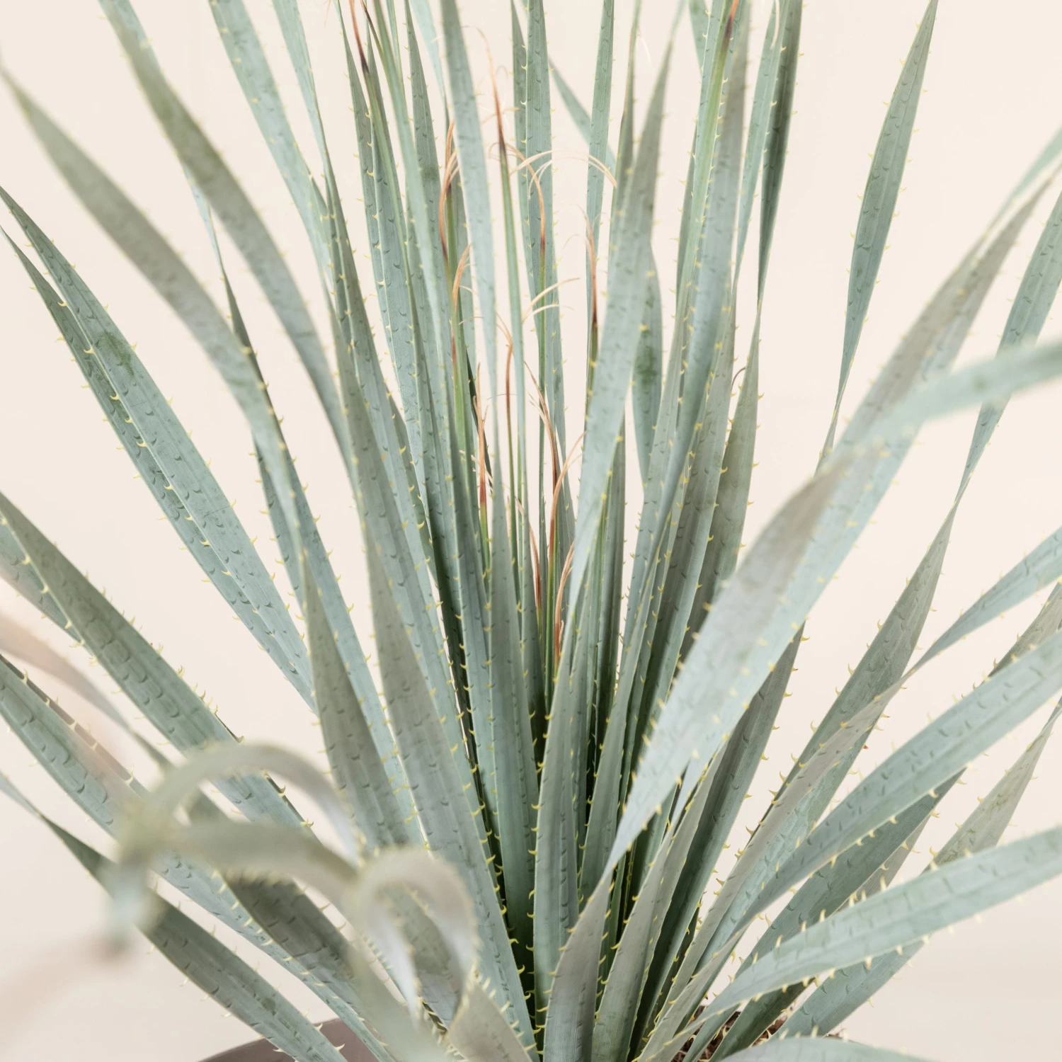 Dasylirion Wheeleri - Image 2