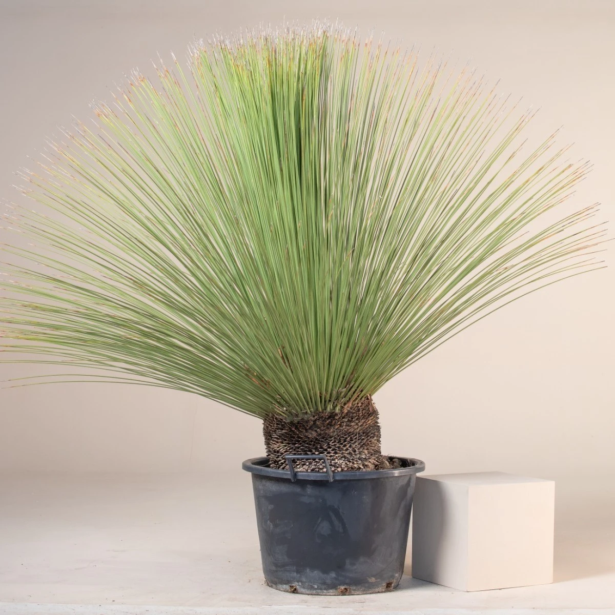 Dasylirion Longissimum - Image 6