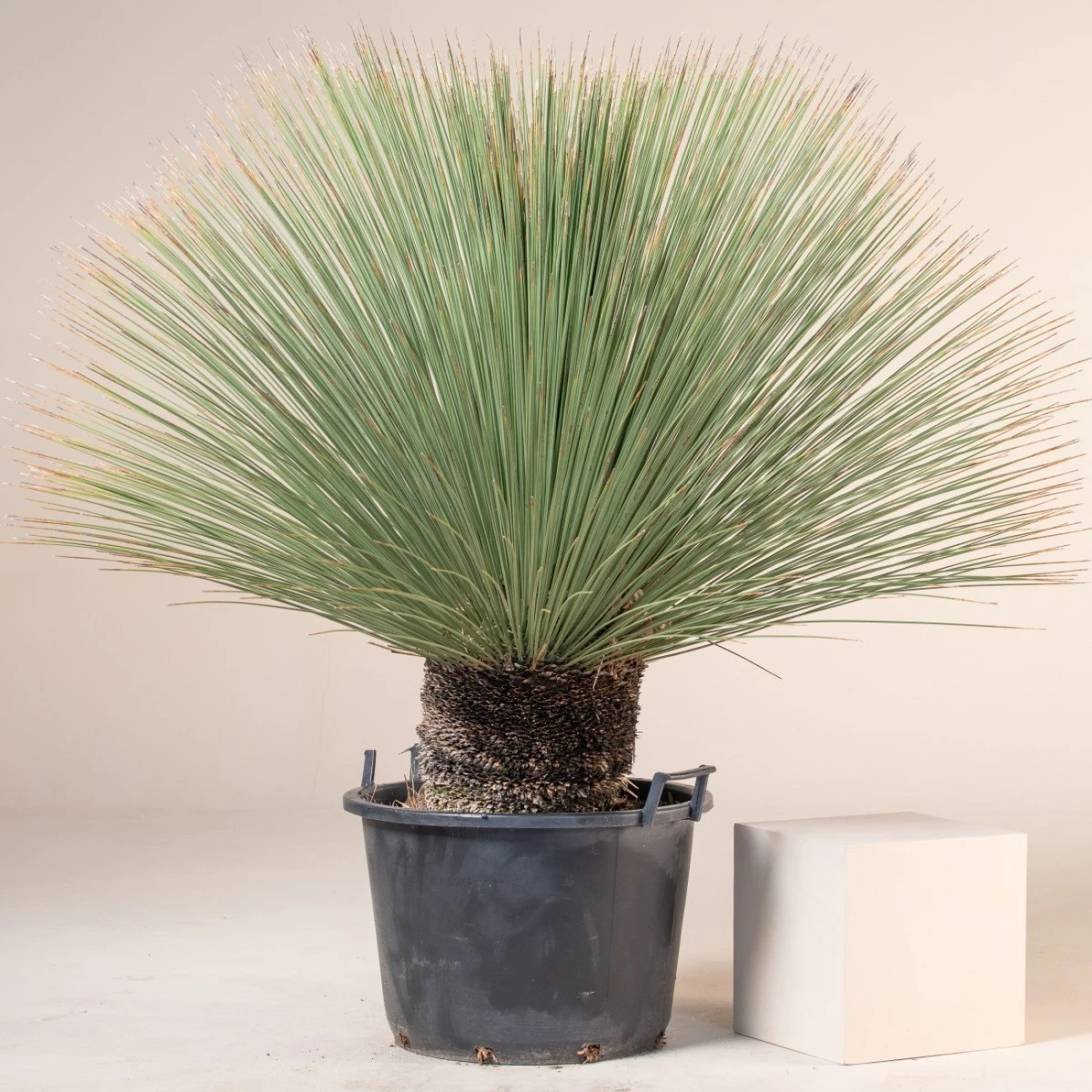 Dasylirion Longissimum - Image 7