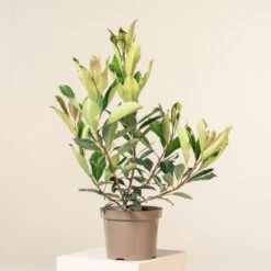 Eriobotrya ‘Coppertone’