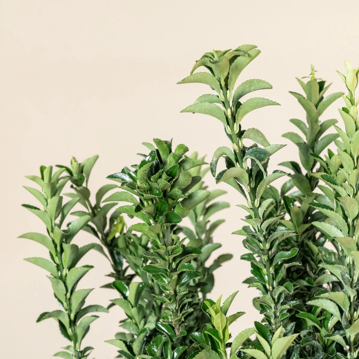 Euonymus Japonicus ‘Benkomasaki’ - Image 4