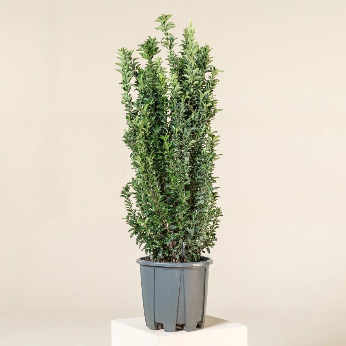 Euonymus Japonicus ‘Benkomasaki’