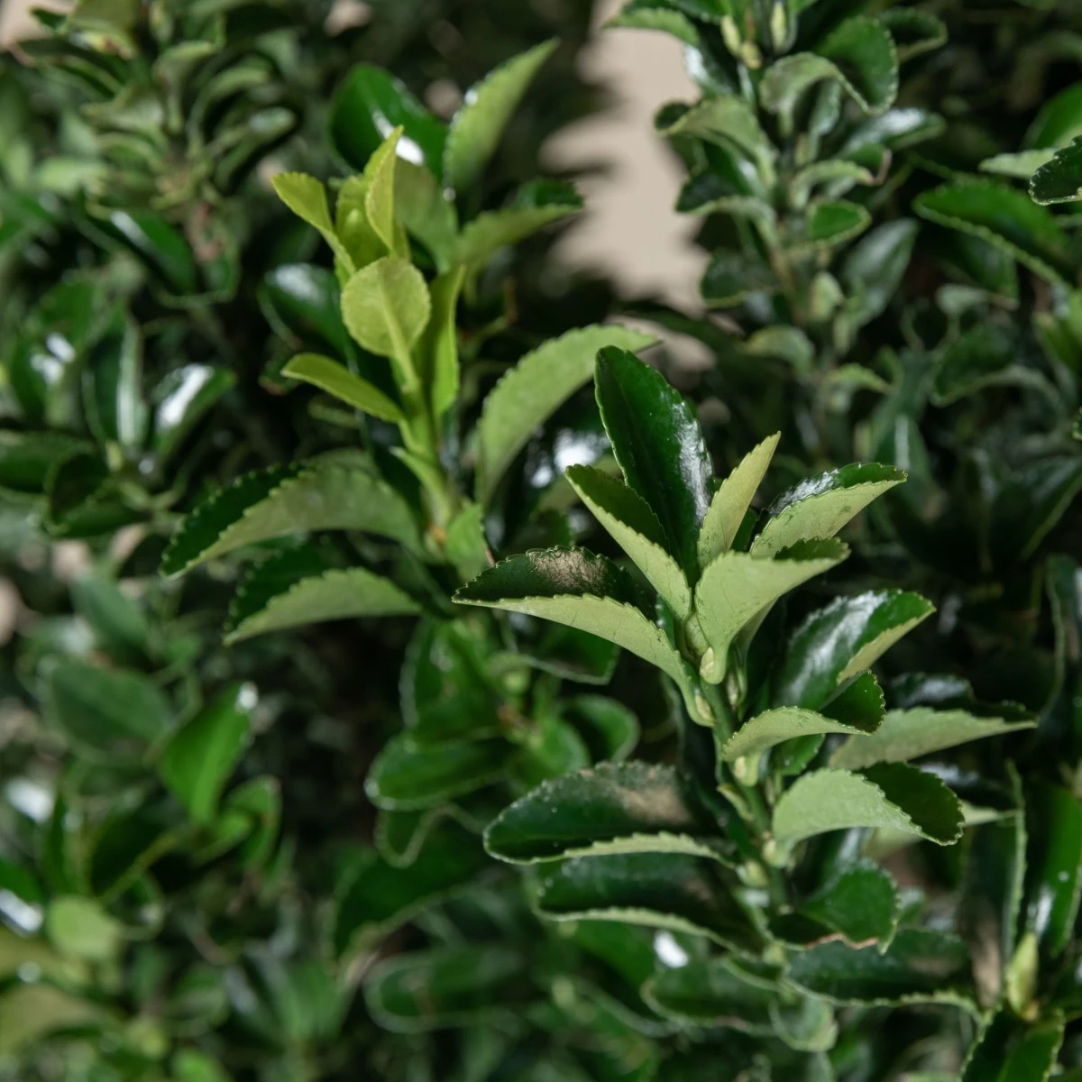 Euonymus Japonicus ‘Benkomasaki’ - Image 2