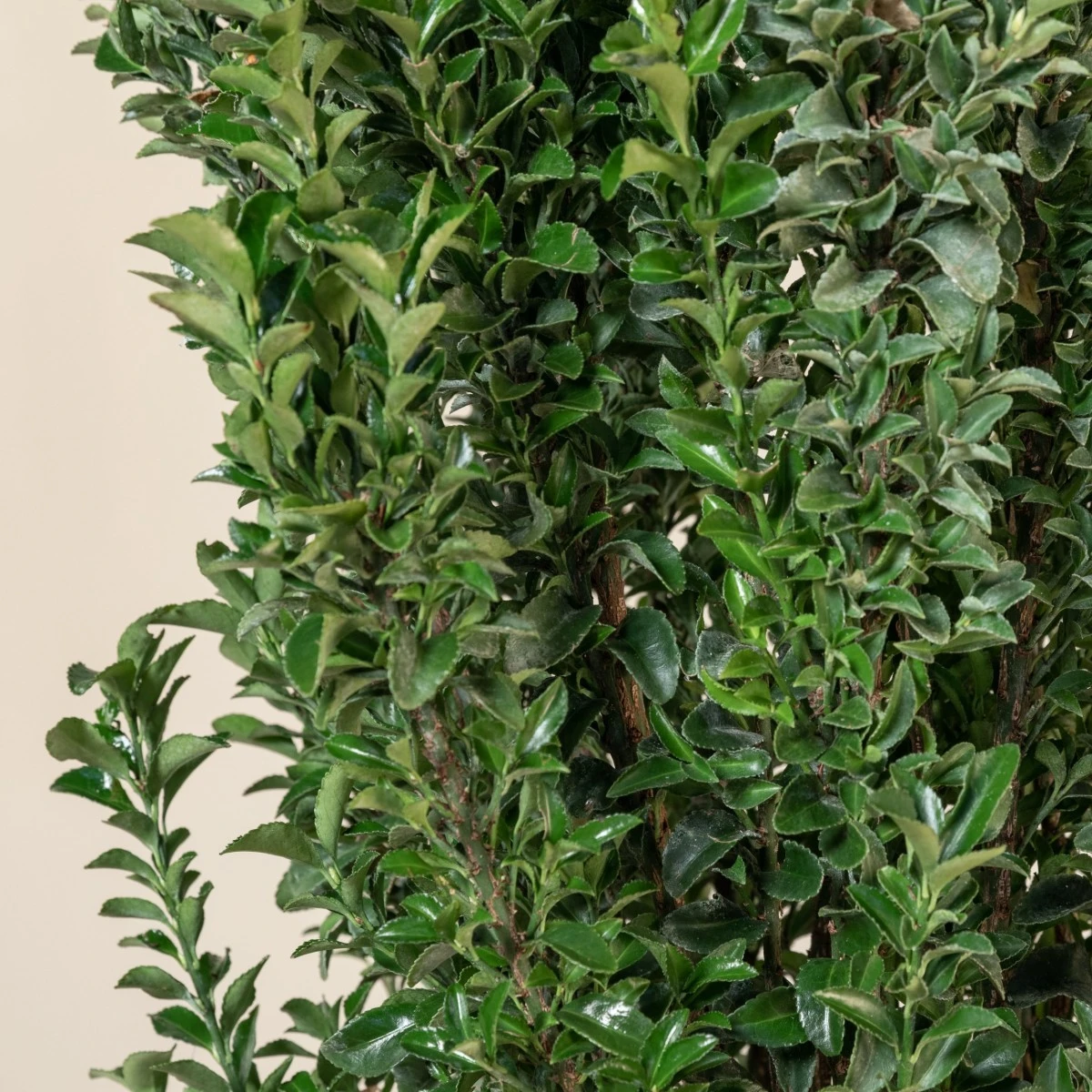 Euonymus Japonicus ‘Benkomasaki’ - Image 3