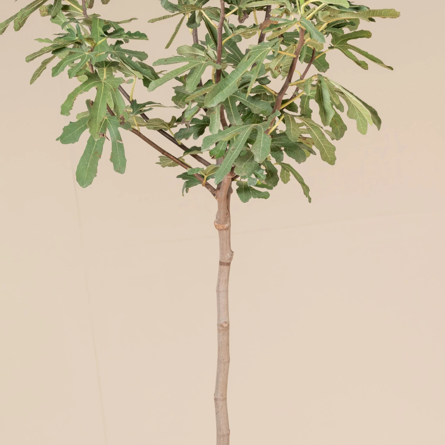 Ficus Carica ‘Brown Turkey’ (full Standard) - Image 3