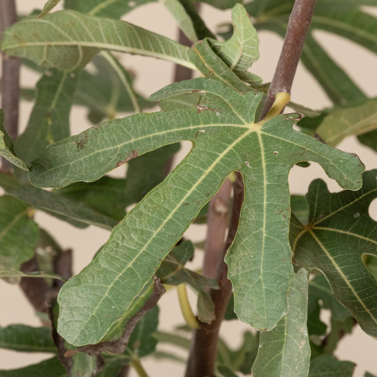 Ficus Carica ‘Brown Turkey’ (full Standard) - Image 2