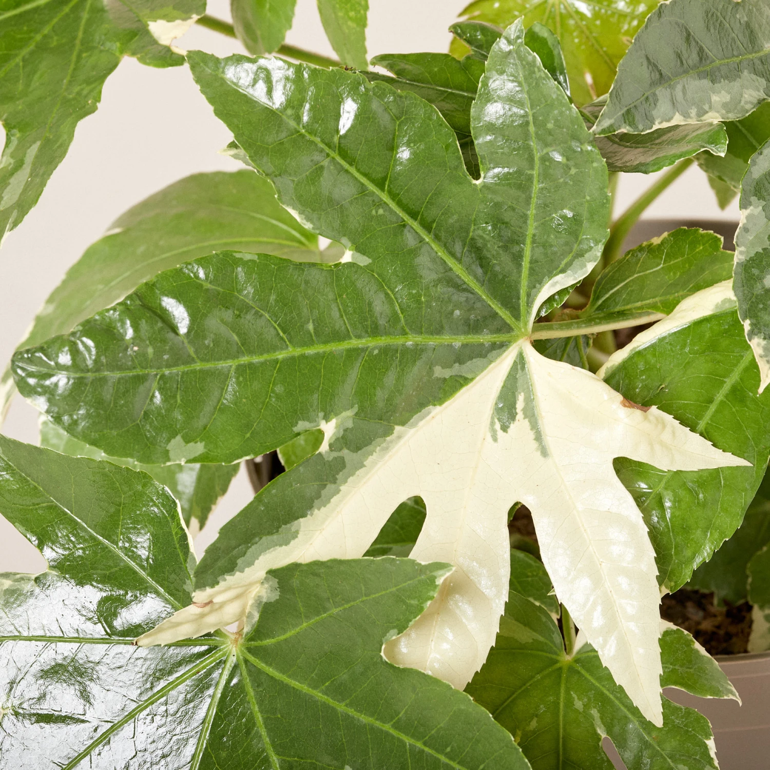 Fatsia Japonica ‘Variegata’ - Image 2