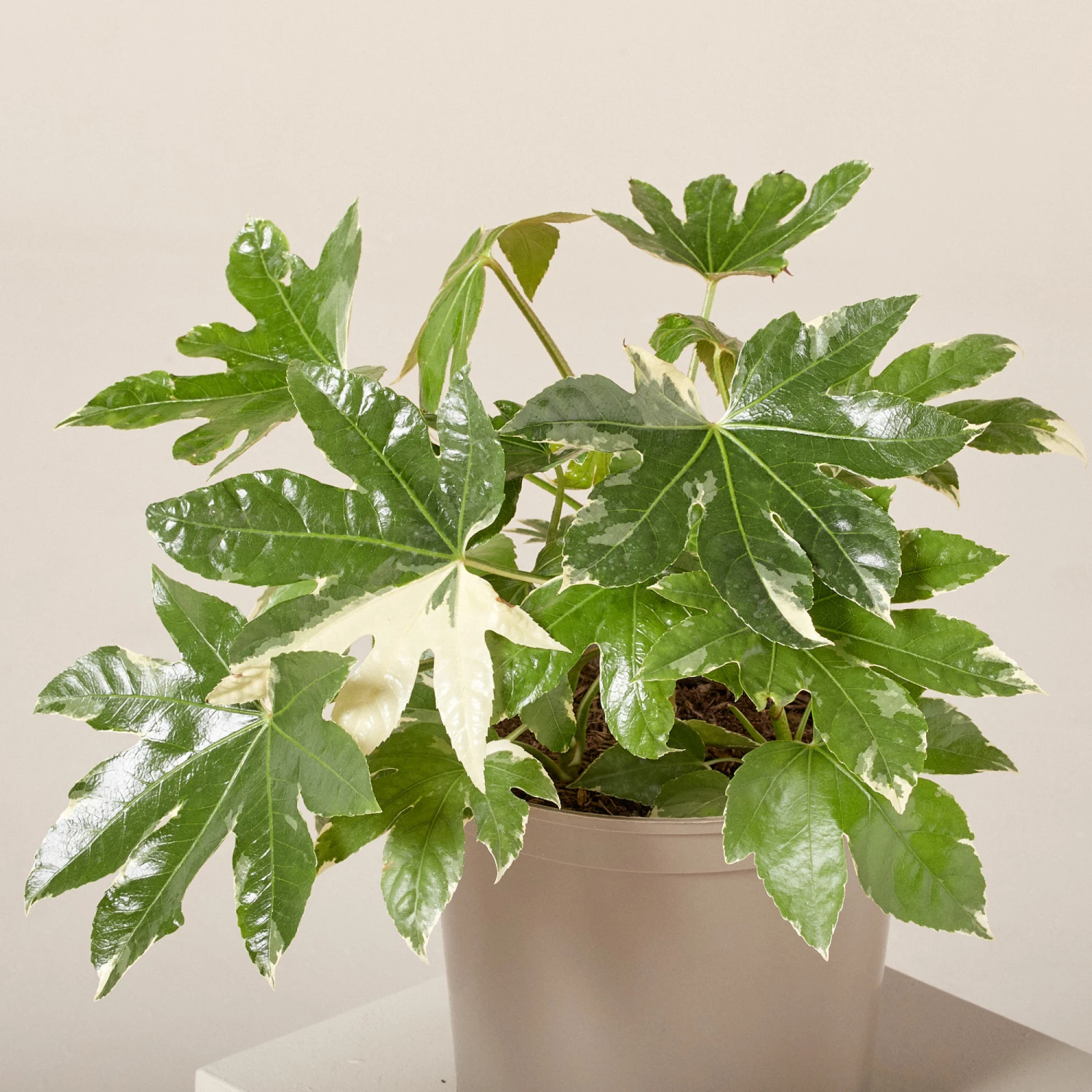 Fatsia Japonica ‘Variegata’ - Image 3