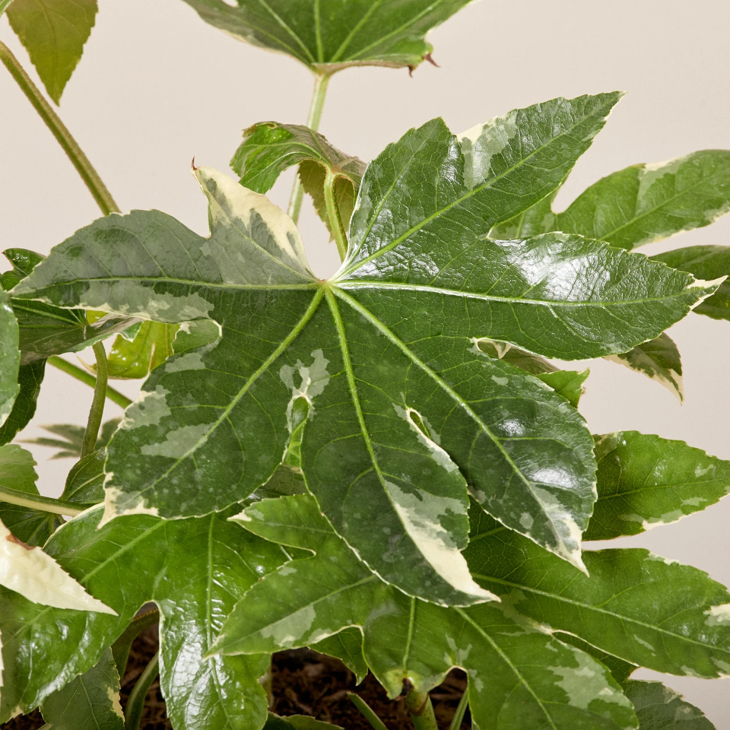 Fatsia Japonica ‘Variegata’ - Image 4