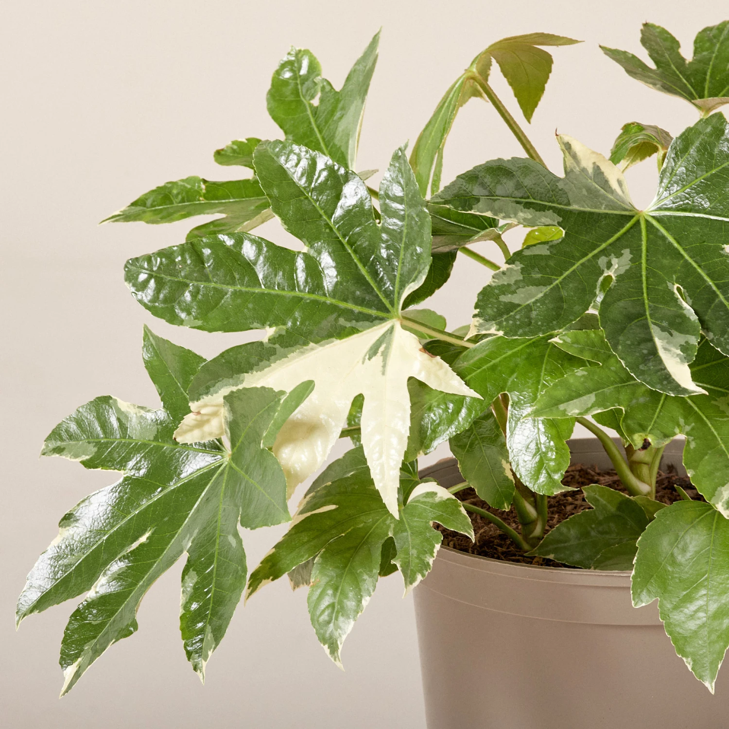 Fatsia Japonica ‘Variegata’ - Image 5
