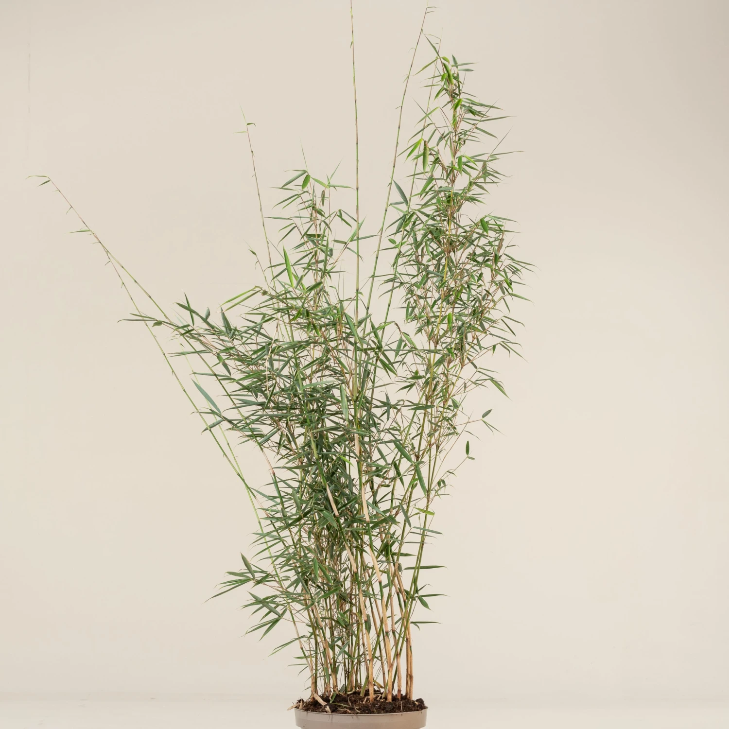 Fargesia Robusta ‘Campbell’ - Image 9