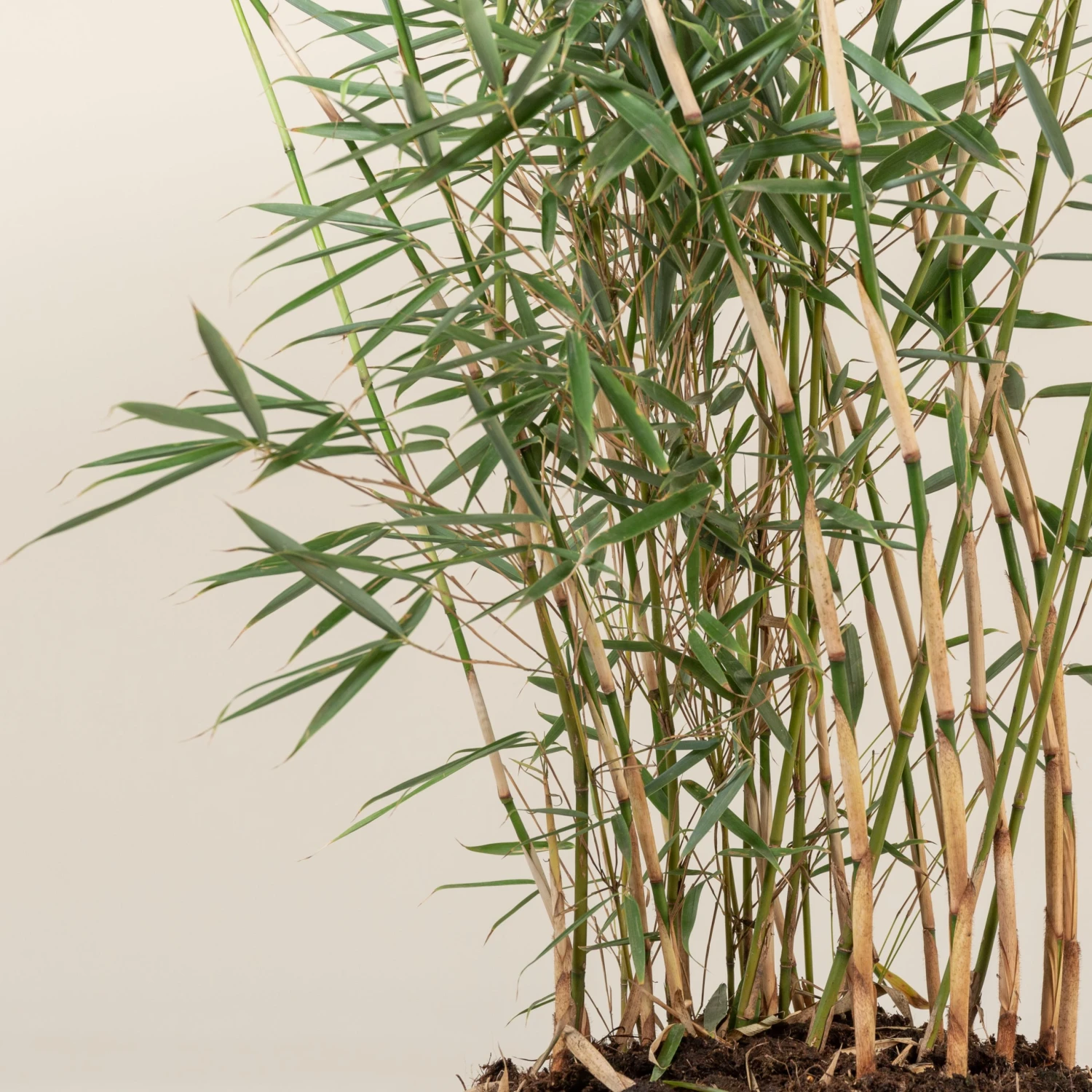 Fargesia Robusta ‘Campbell’ - Image 10