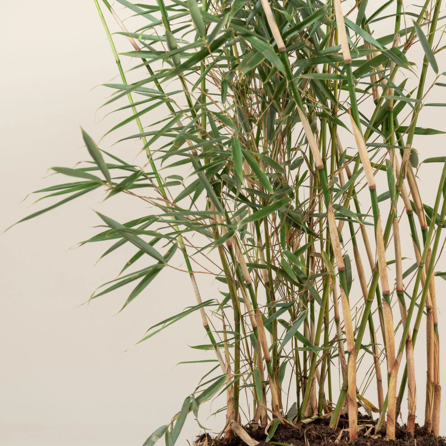 Fargesia Robusta ‘Campbell’ - Image 15