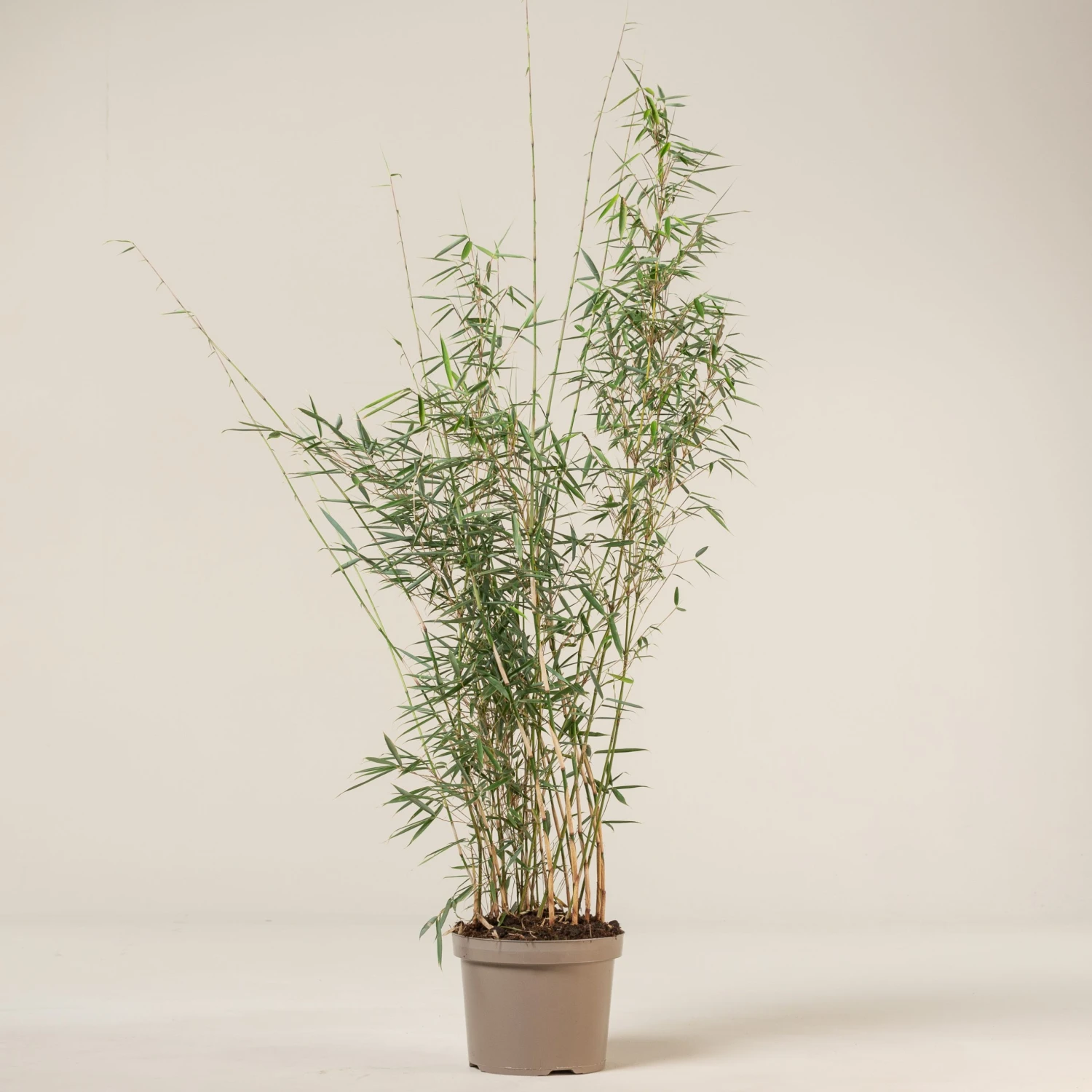 Fargesia Robusta ‘Campbell’ - Image 14