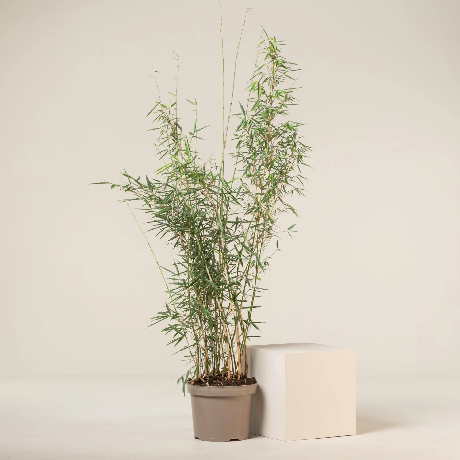 Fargesia Robusta ‘Campbell’ - Image 12