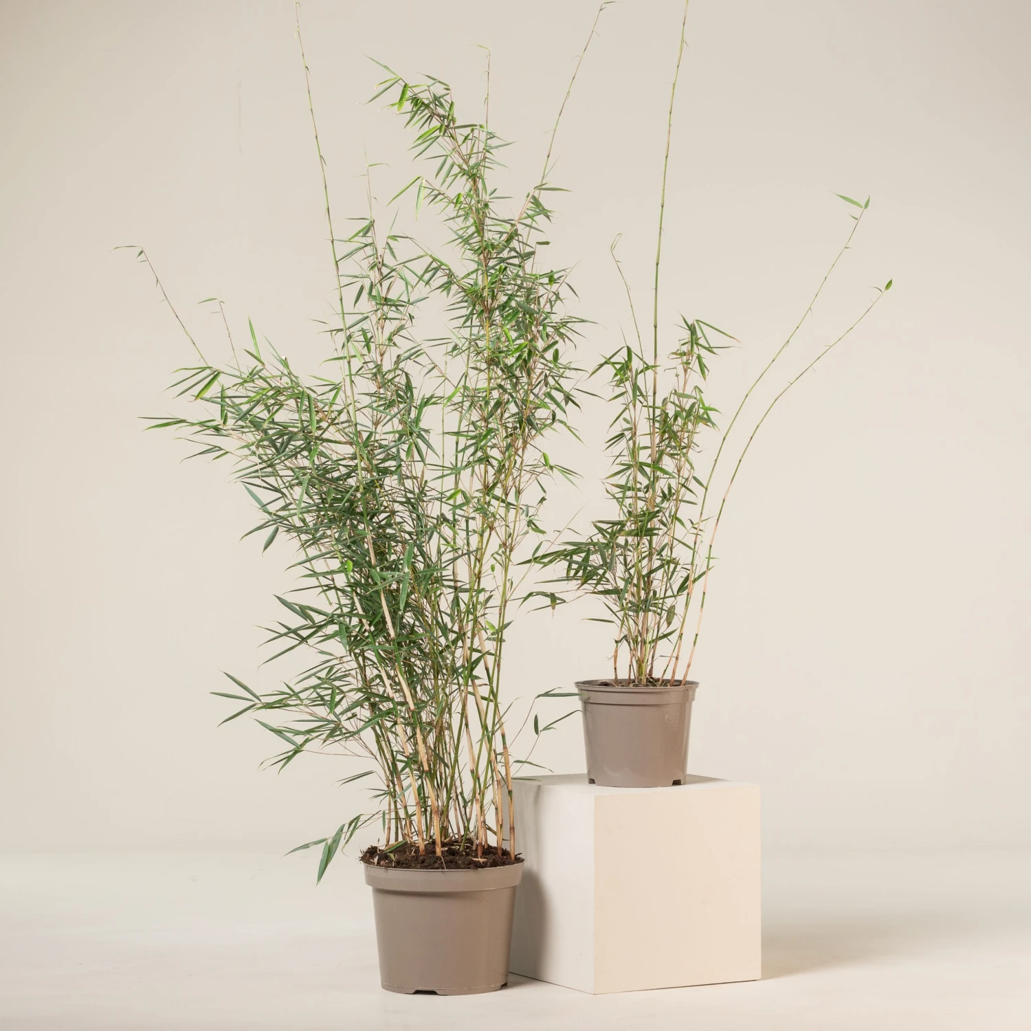 Fargesia Robusta ‘Campbell’ - Image 13