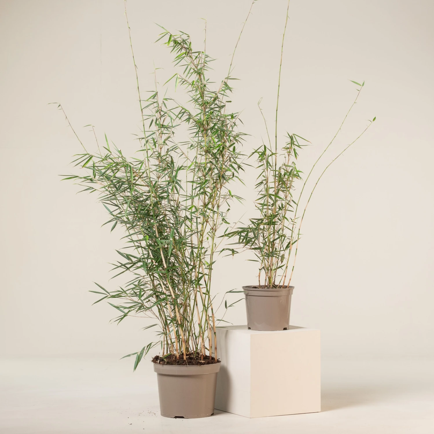 Fargesia Robusta ‘Campbell’ - Image 11