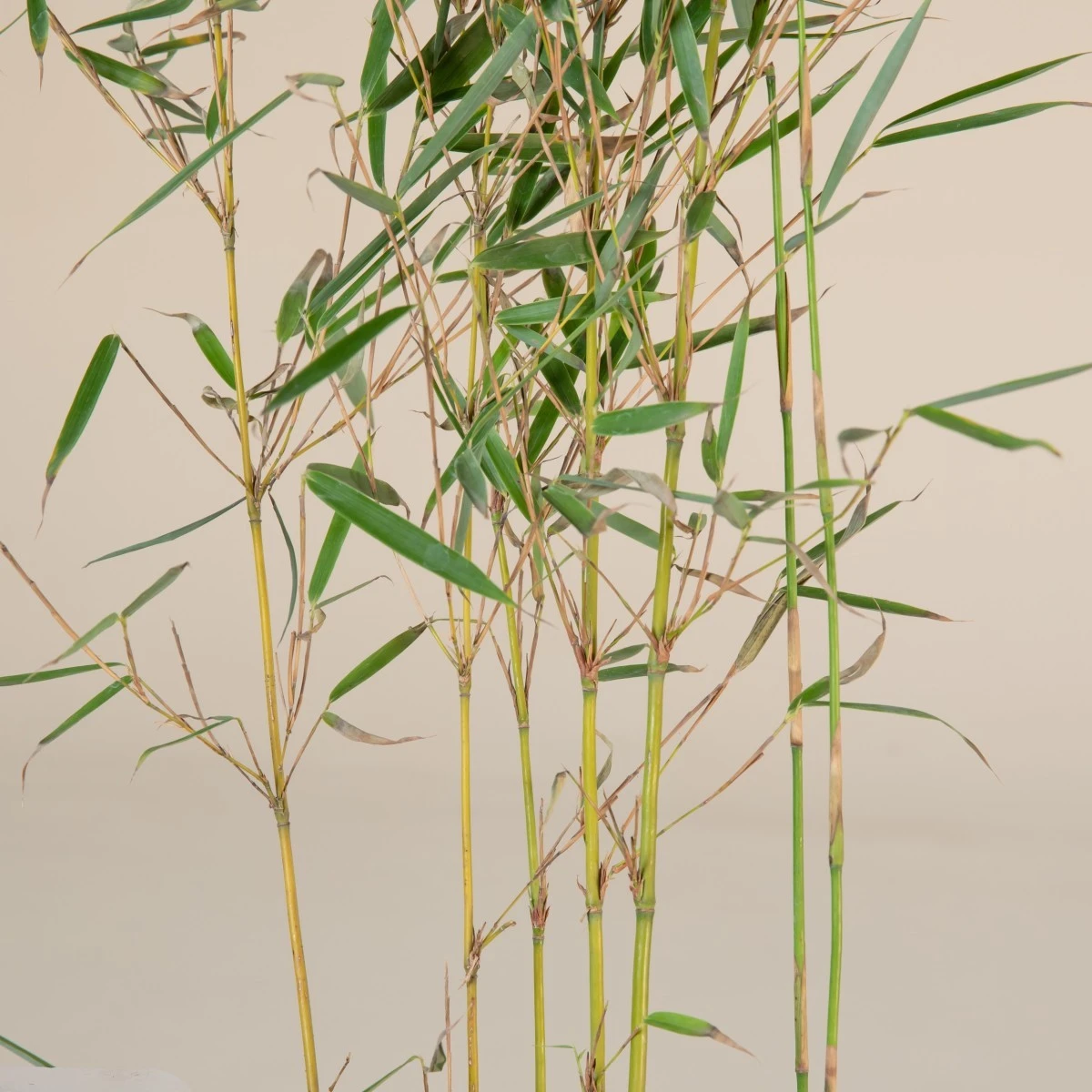 Fargesia Robusta ‘Campbell’ - Image 3