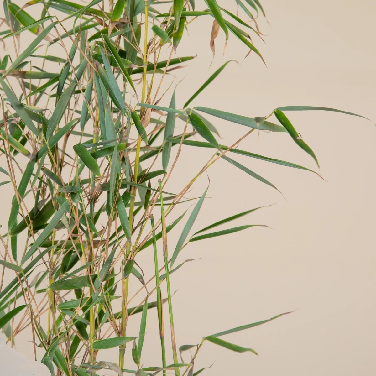 Fargesia Robusta ‘Campbell’ - Image 4