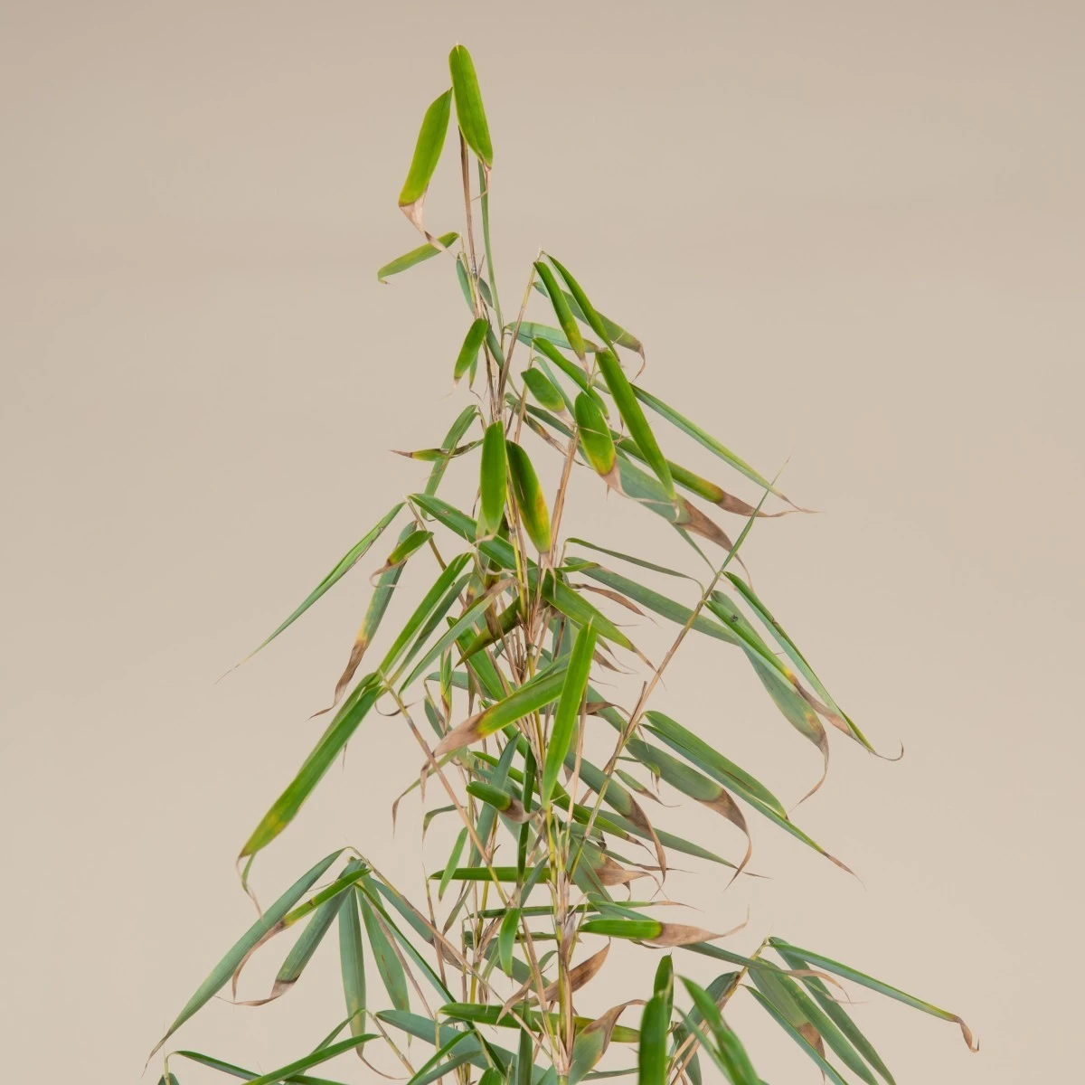 Fargesia Robusta ‘Campbell’ - Image 5