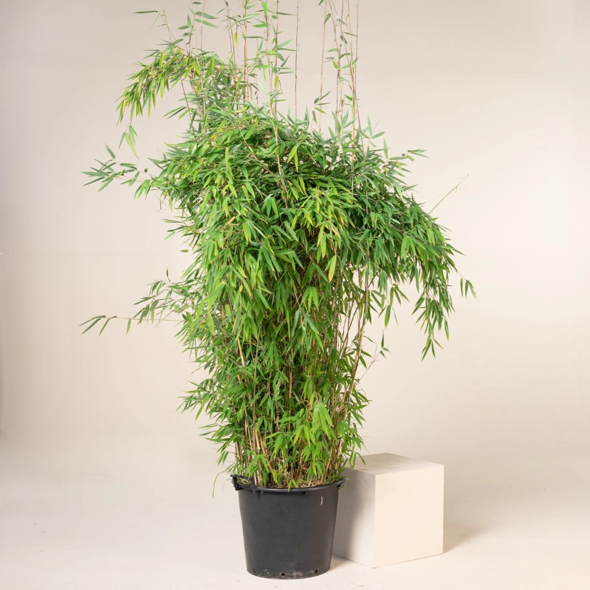 Fargesia Nitida ‘Obelisk’