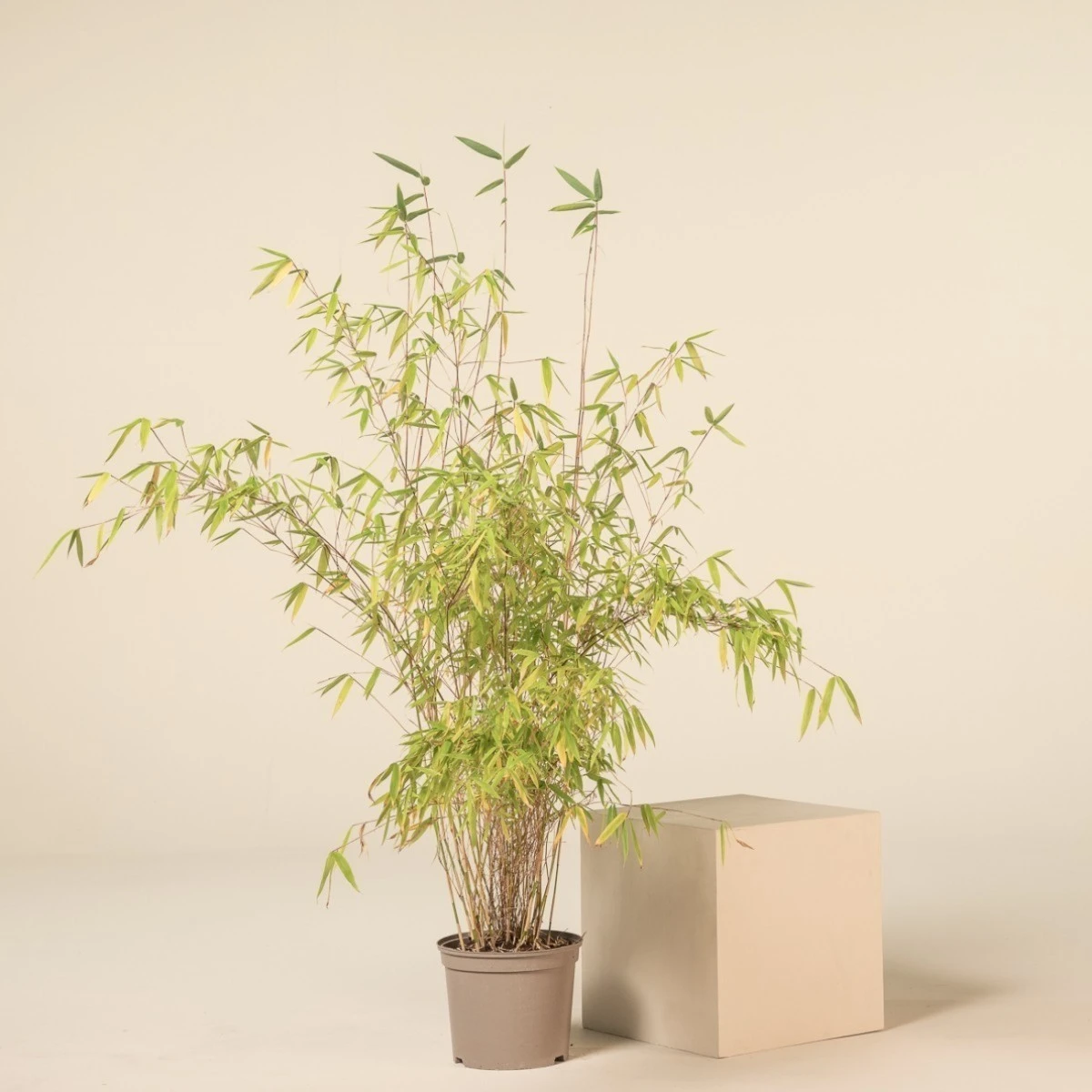 Fargesia Nitida ‘Obelisk’ - Image 2