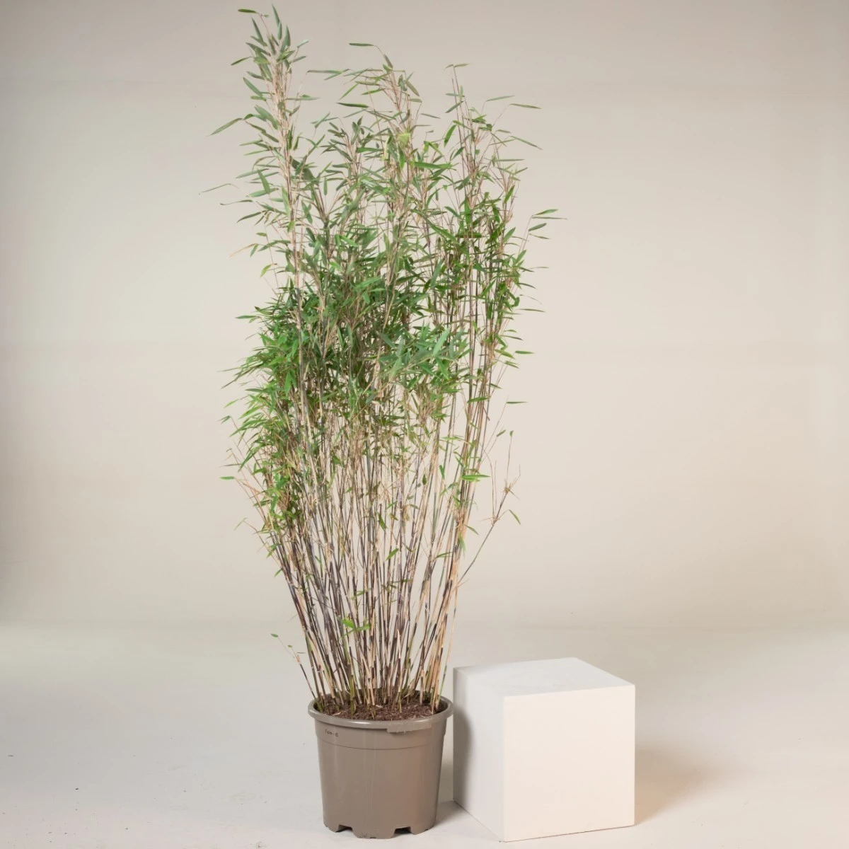 Fargesia Nitida ‘Gansu 2’