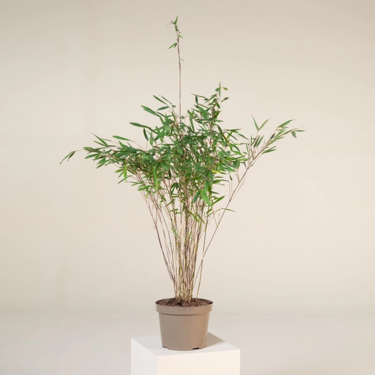 Fargesia Nitida ‘Gansu 2’ - Image 2