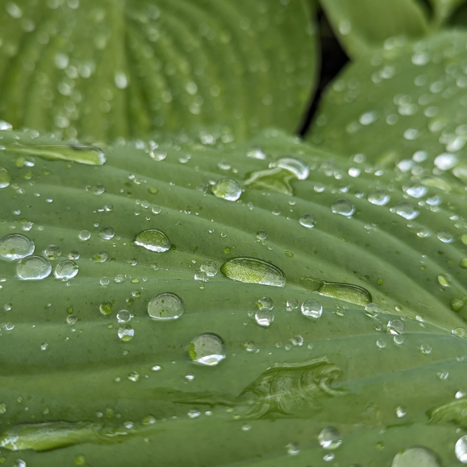 Hosta ‘Sum And Substance’ - Image 3